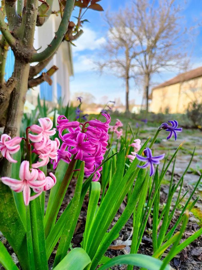 Ethno&Coffee House Tulip Bed and Breakfast Glozan Exterior foto